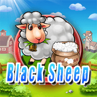 Cho Cho Black Sheep